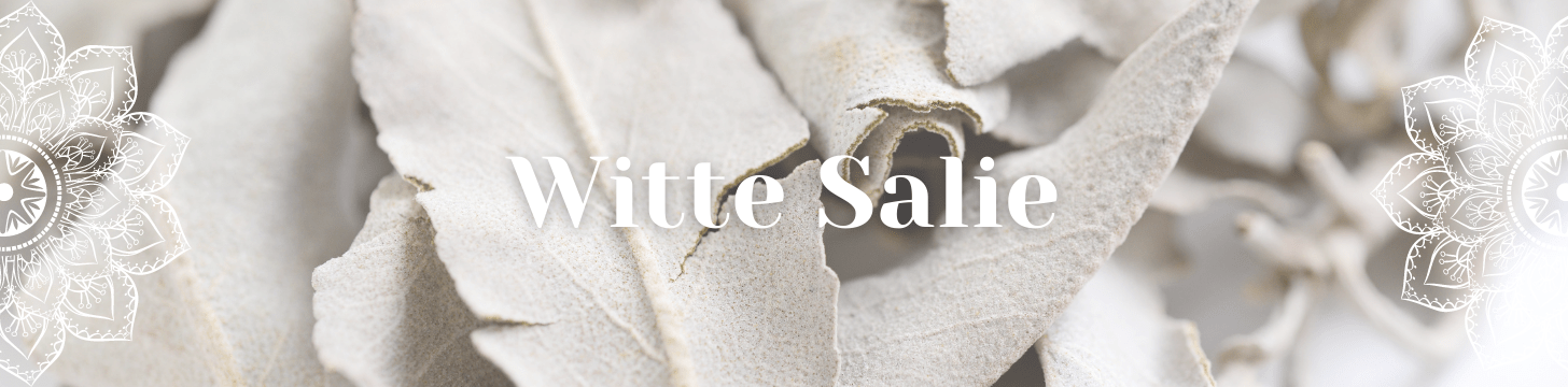 Witte Salie Witte Salie