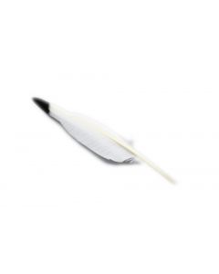 Smugde Veer Indian 35 Cm (20 Stuks)
