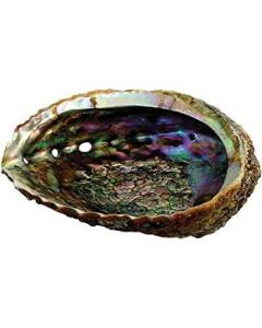 Green abalone shell 15-17cm