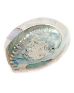 Abalone Schelp -Haliotis Midae 10-12 cm