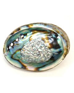 Abalone Shell 15 - 16 cm