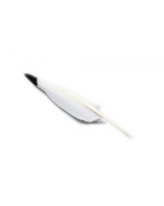 Smugde Veer Indian 35 Cm (20 Stuks)