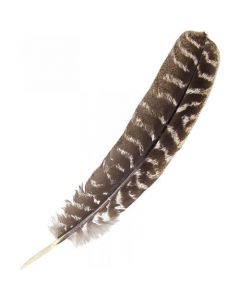 Gestreepte Kalkoenveer 30cm