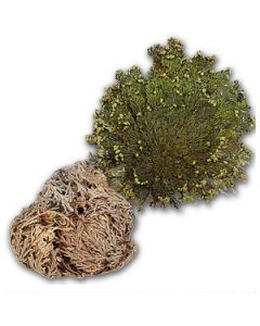 Roses Of Jericho (Resurrection Plant)