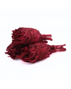 Dragonsblood Torch Sage 10 cm