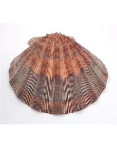 Smudge Shell Large Unpolished